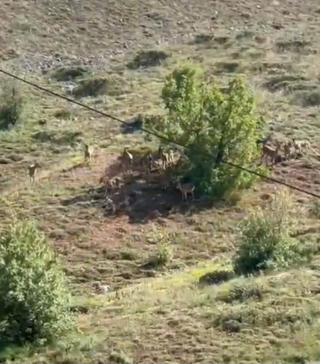 Elazığ’da koruma altındaki dağ keçileri sürü halinde görüntülendi