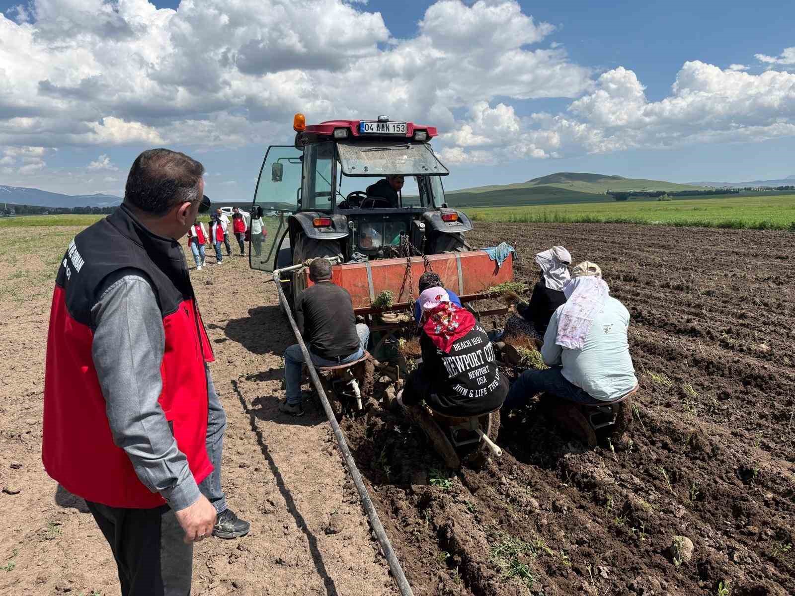 Patnos’ta ada çayı üretimi başladı