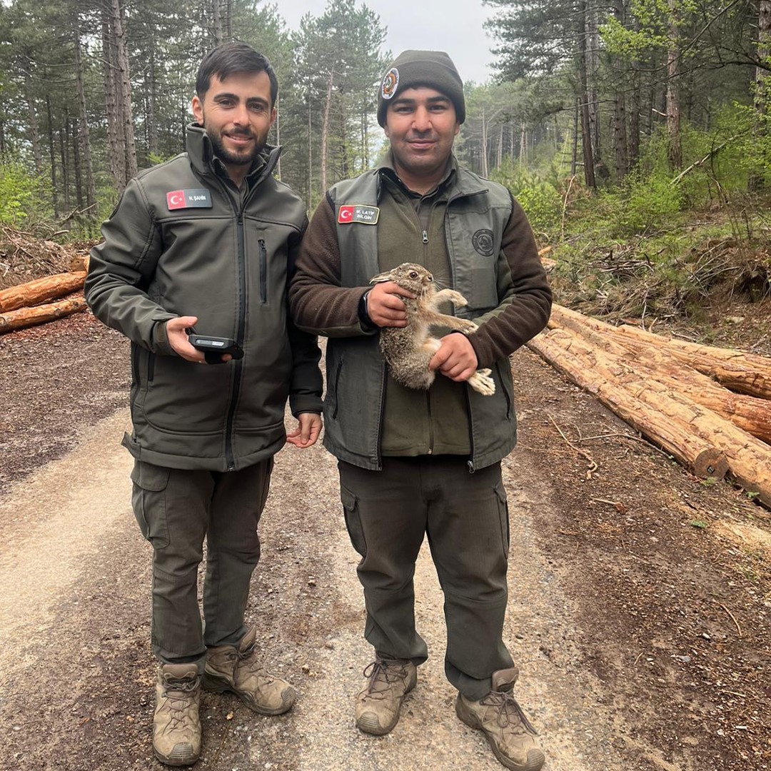 Bolu&rsquo;da tomrukların arasına sıkışan yavru tavşanı ormancılar kurtardı