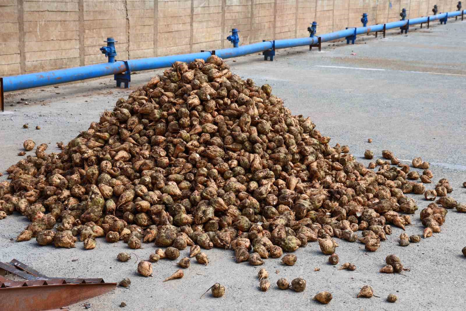 Elazığ Şeker Fabrikası’nda 71. Kampanya Dönemi açıldı: 240 bin ton pancar işlenecek