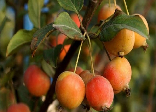 Tıbbi ve aromatik meyveler orman köylüsüne gelir kapısı oluyor