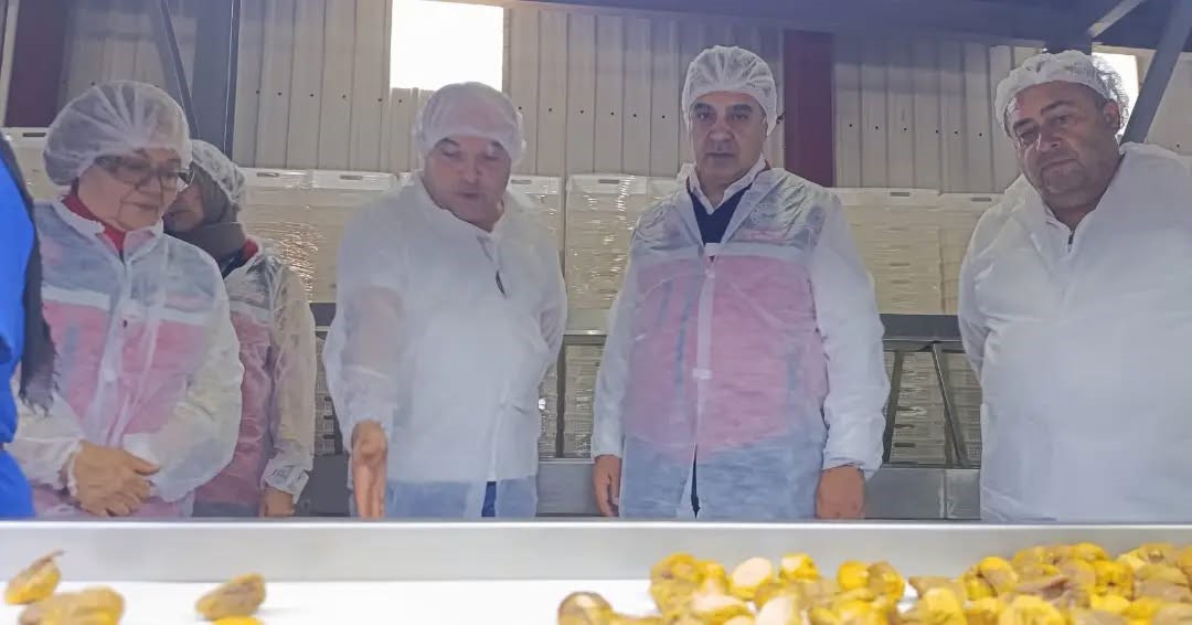 Aydın’ın sarı altını incir için denetimler sıklaştırıldı
