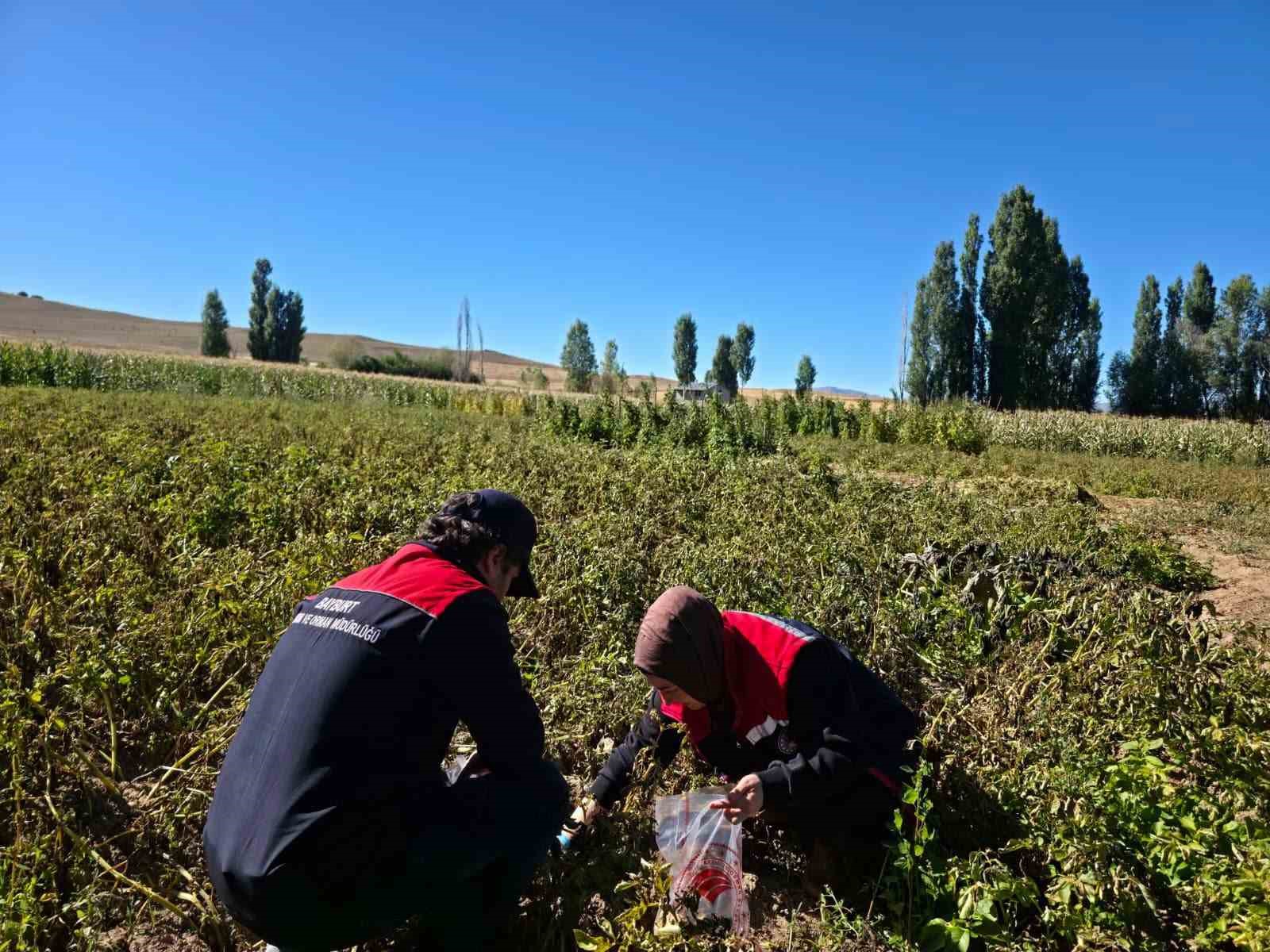 Patates tarlalarında pestisit denetimi yapıldı