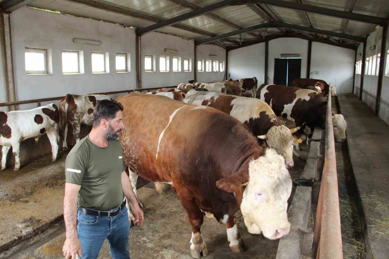 Bing&ouml;l&rsquo;de 1,5 tonluk &rsquo;Tosun Paşa&rsquo; 450 bin liraya alıcı buldu