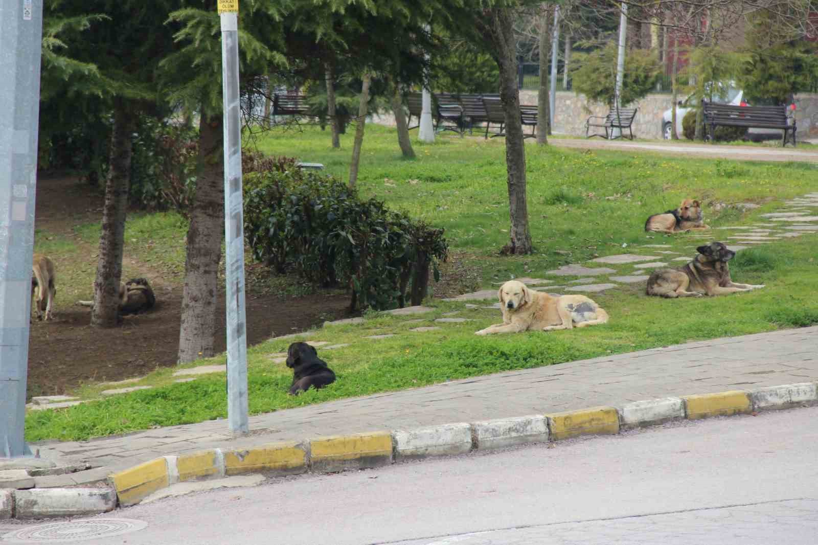 Oğluna saldıran köpeği vurmuştu, ilk kez konuştu