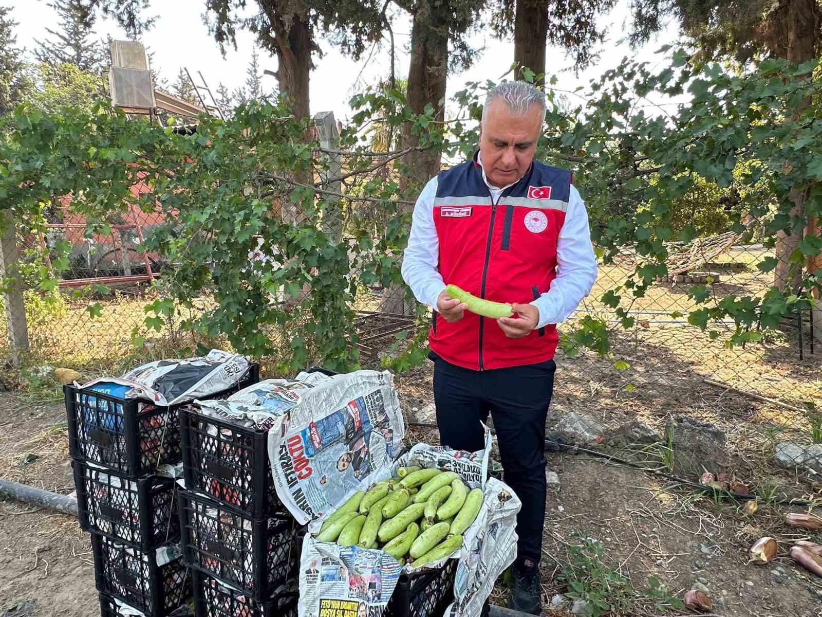 Antakya’da sebze üreticisiyle sahada istişare edildi