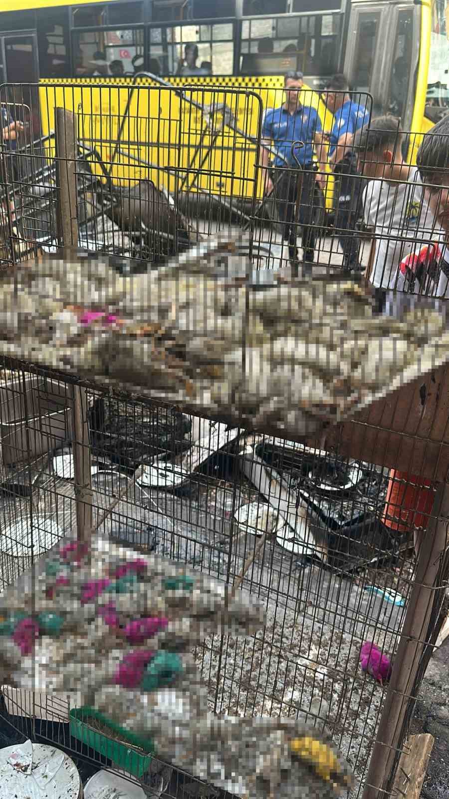 Gaziantep&rsquo;te petshop yangını: &Ccedil;ok sayıda hayvan telef oldu