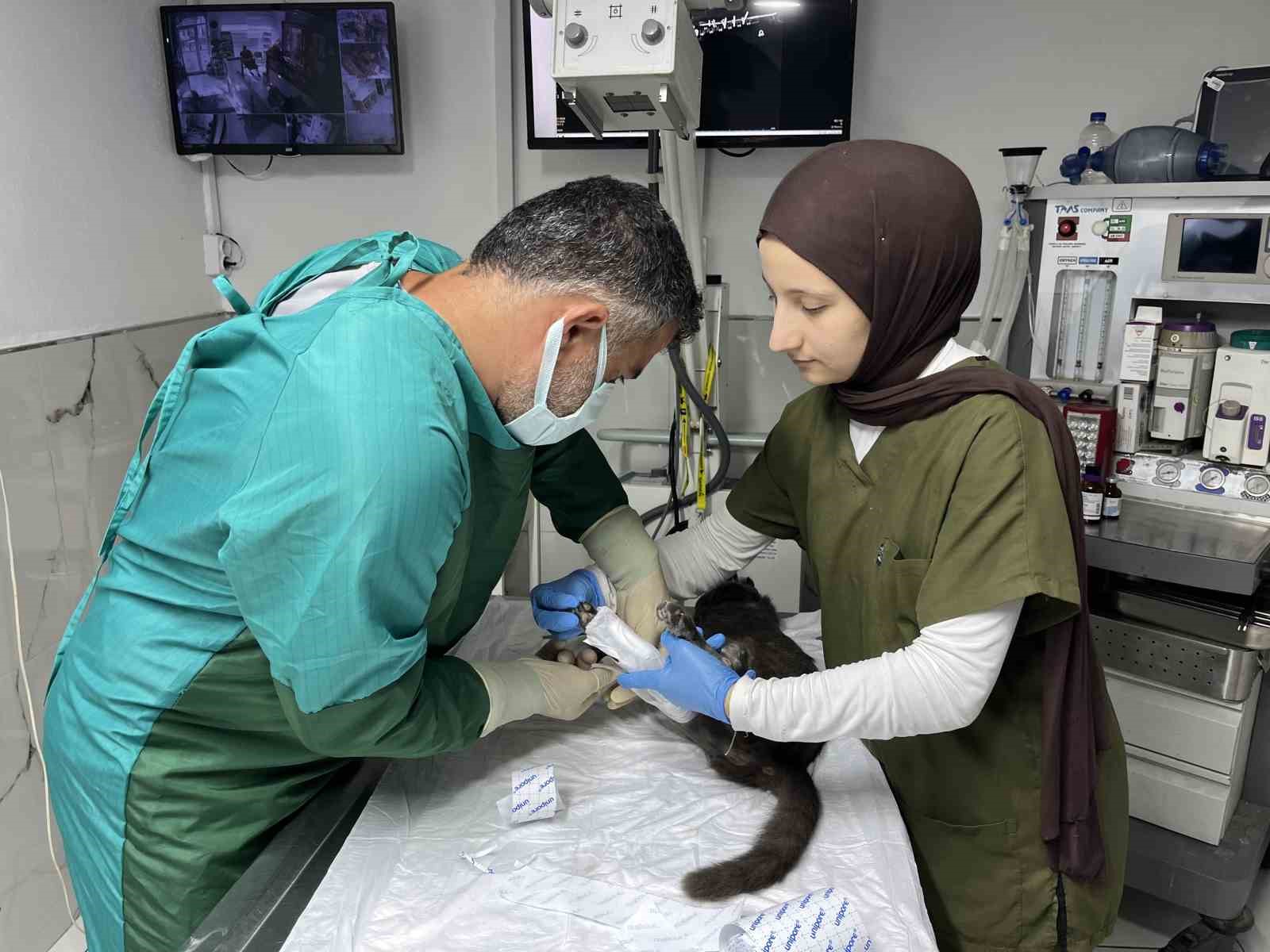Sekizinci kattan düşerek bacakları kırılan kedi, başarılı operasyon sayesinde 4 günde yürümeye başladı
