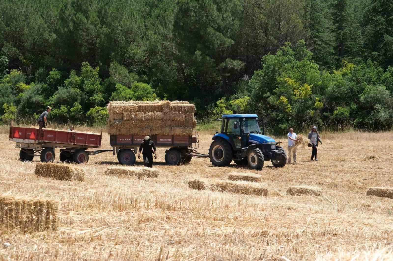 Balıkesir Üniversitesi 600 dekar alanda hasata başladı