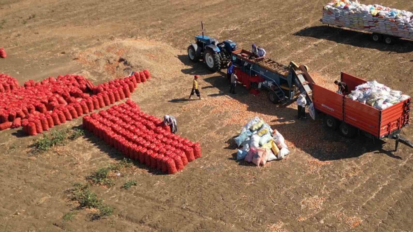 Bu soğan başka soğan: 3 yılda sofraya geliyor, 4 gözlü bereket