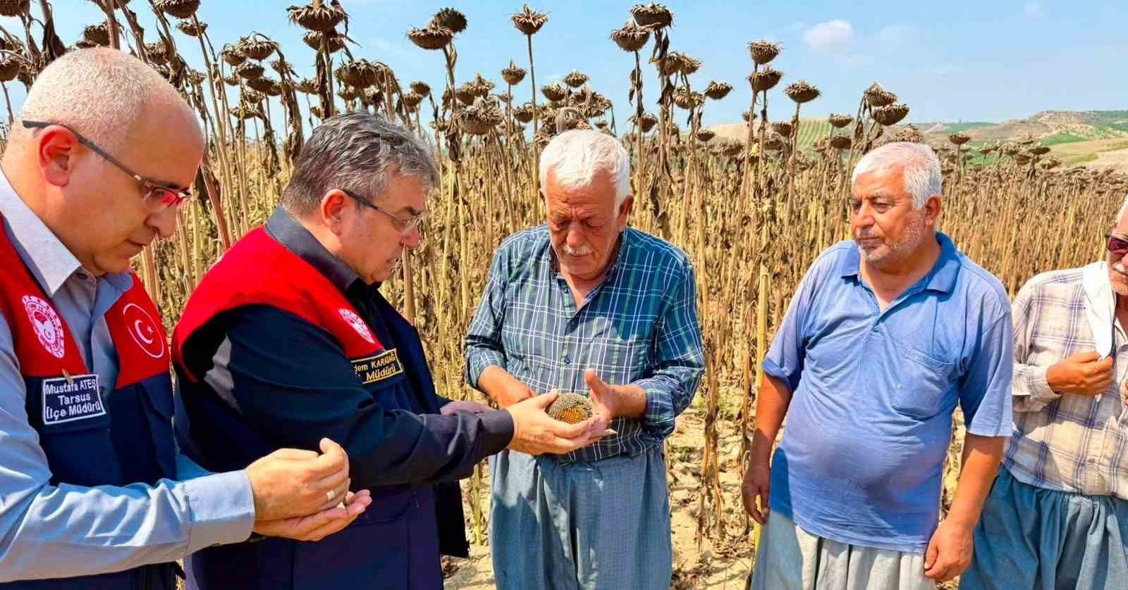 Tarsus’ta ayçiçeğinde 4 bin 485 ton rekolte bekleniyor