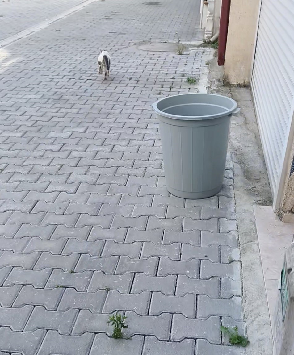 Konserve kutusu kedinin başına dert oldu: İmdada temizlik işçileri koştu