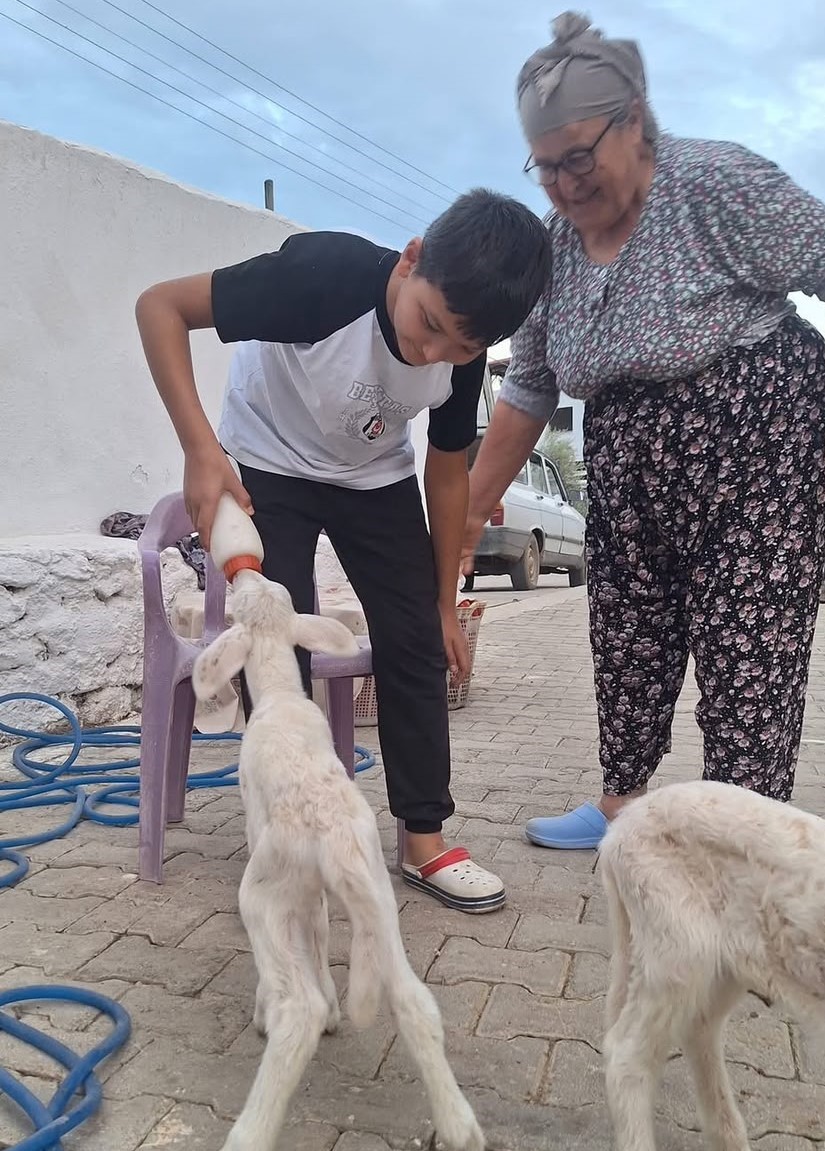 Anne s&uuml;t&uuml;n&uuml;n yetmediği sevimli kuzular biberonla besleniyor