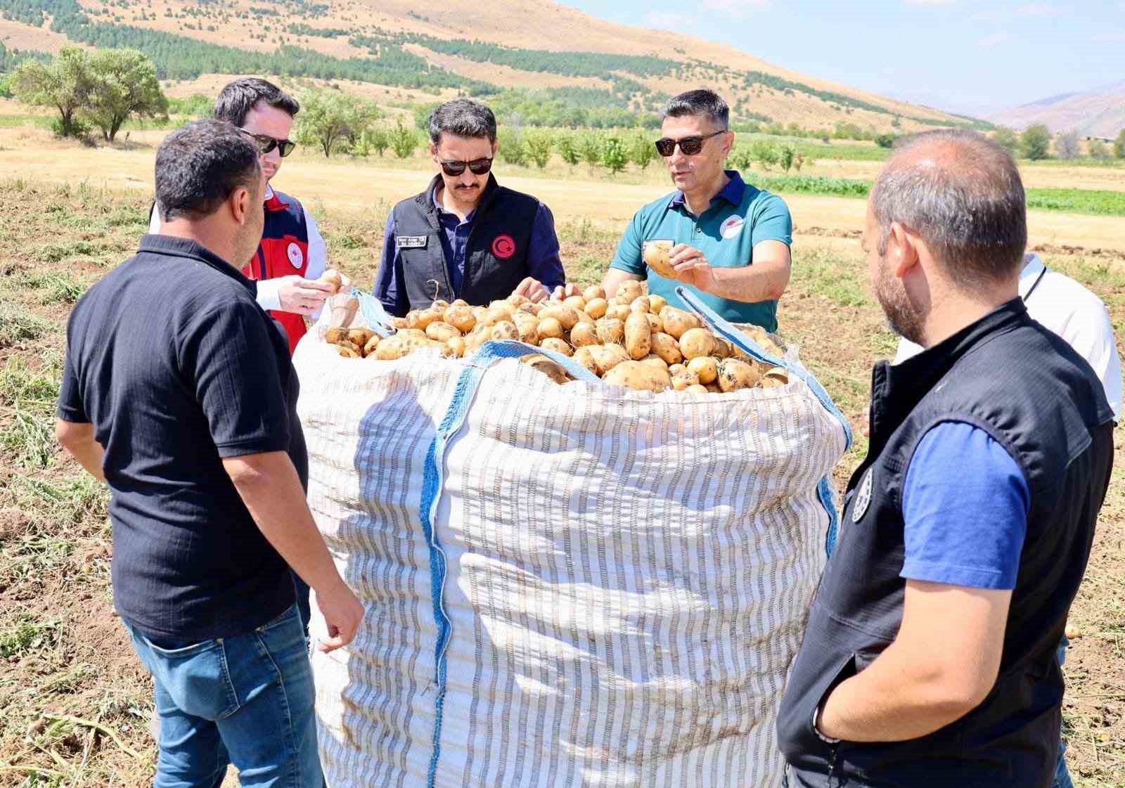 Şuhut’ta patates hasadı devam ediyor