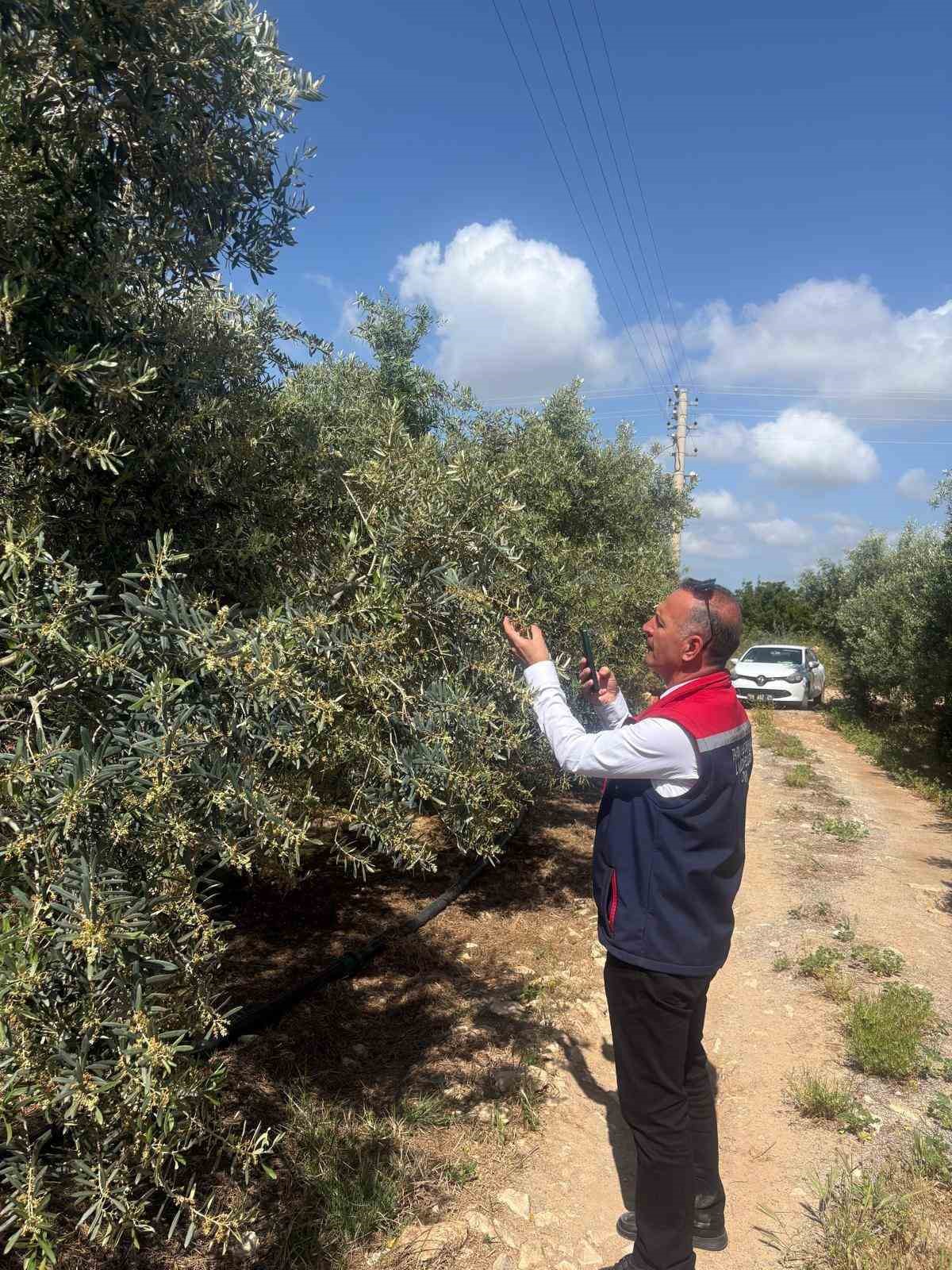 Didim&rsquo;de zeytin verim tespit &ccedil;alışmaları başladı
