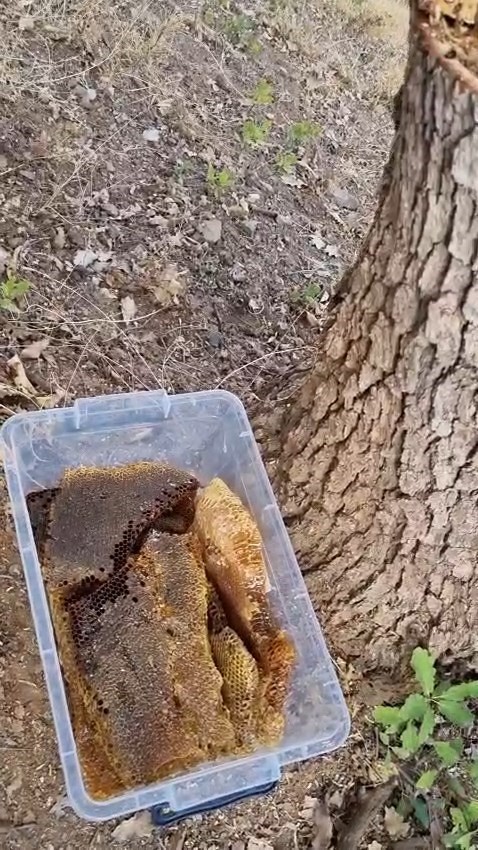 Ağa&ccedil; g&ouml;vdesinden petek petek bal &ccedil;ıktı