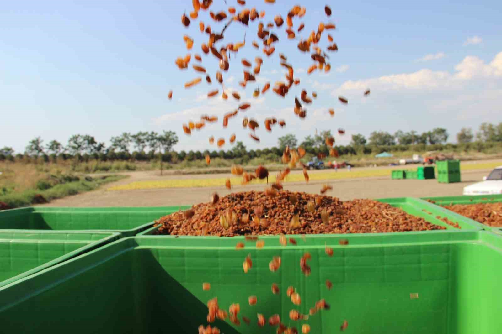 Organik kuru üzüm üreticisinin hasat yükü ’Box’ ile hafifledi
