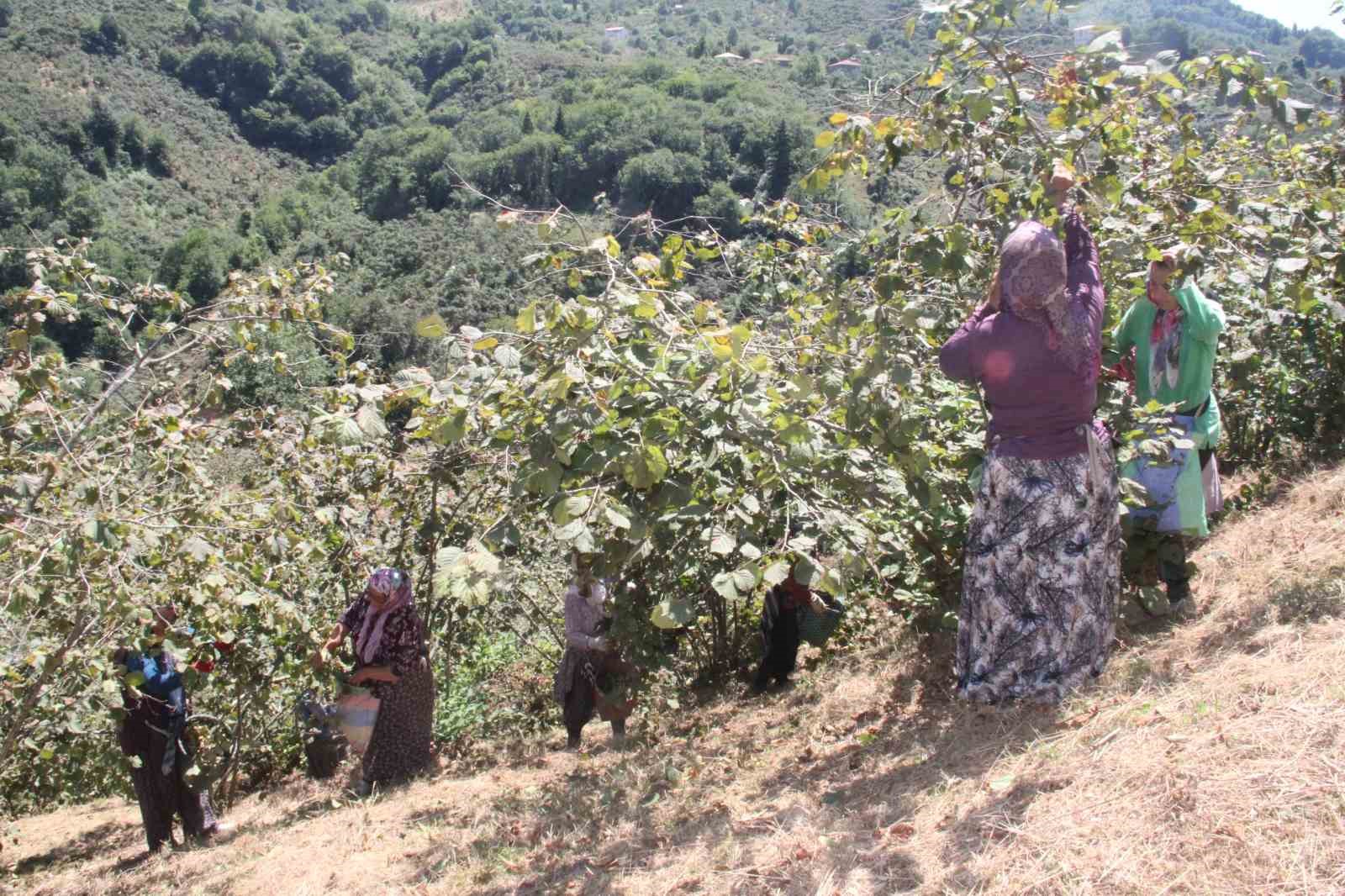 Giresun&rsquo;da 2026 fındık hasadı iş&ccedil;i &uuml;cretleri ve patoz tarifesi a&ccedil;ıklandı