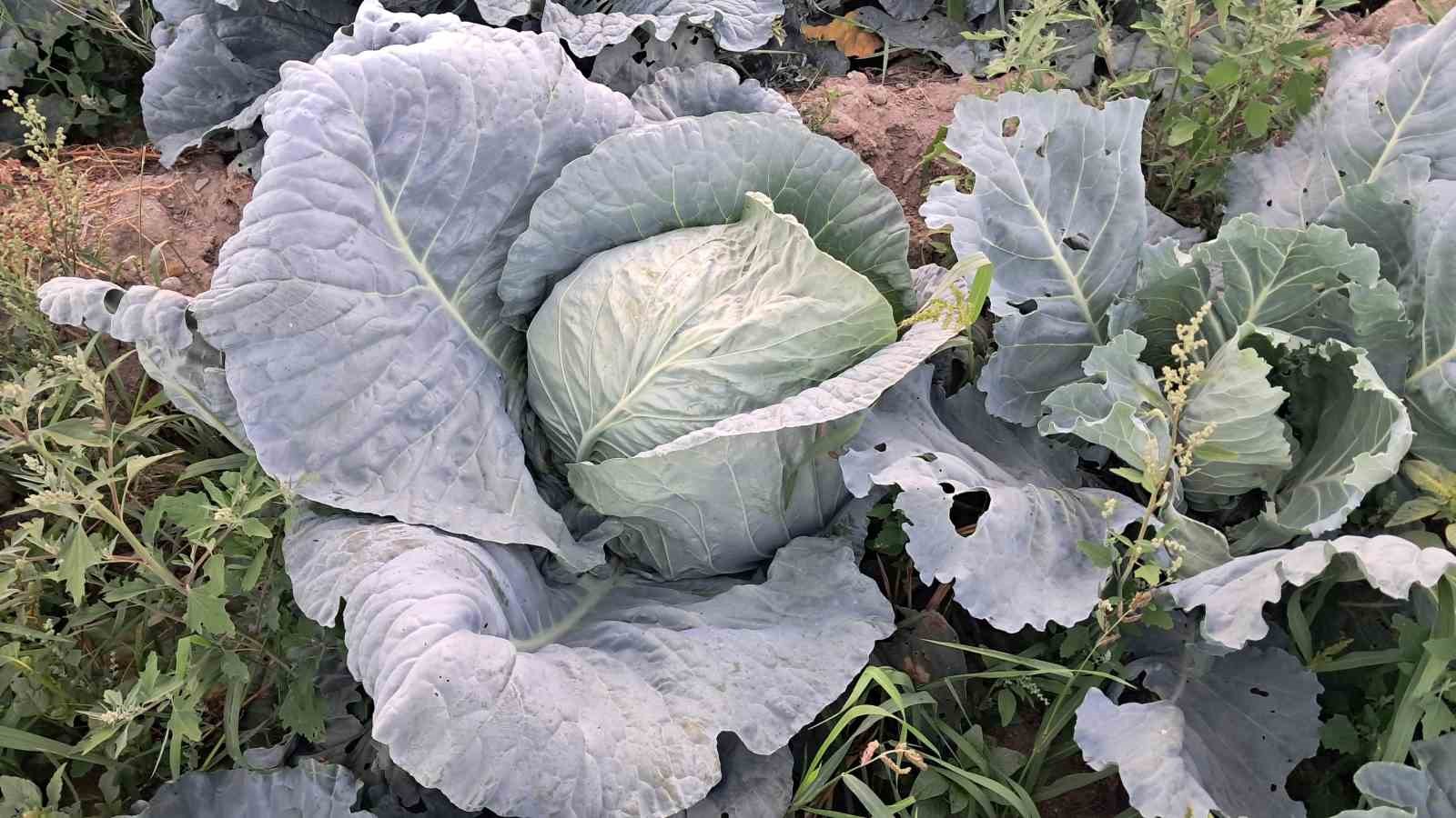 Söğütlü lahanasında hasat başladı