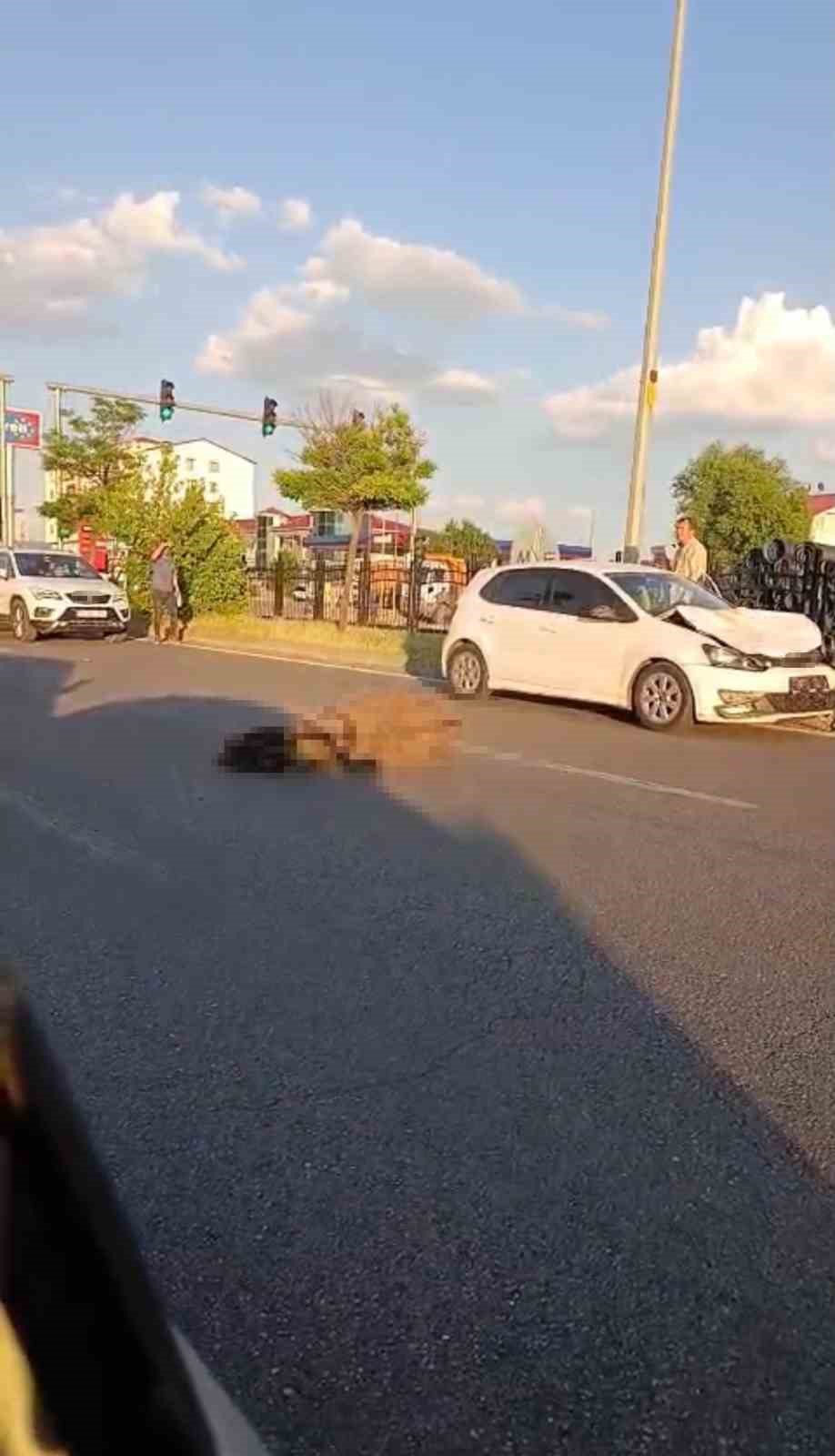 Bingöl’de otomobilin çarptığı eşek telef oldu