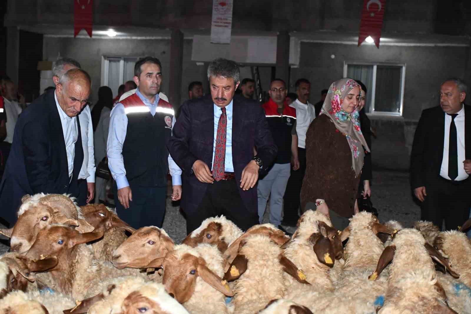 Cizre’de kadın çiftçiye 100 adet küçükbaş hayvan desteği
