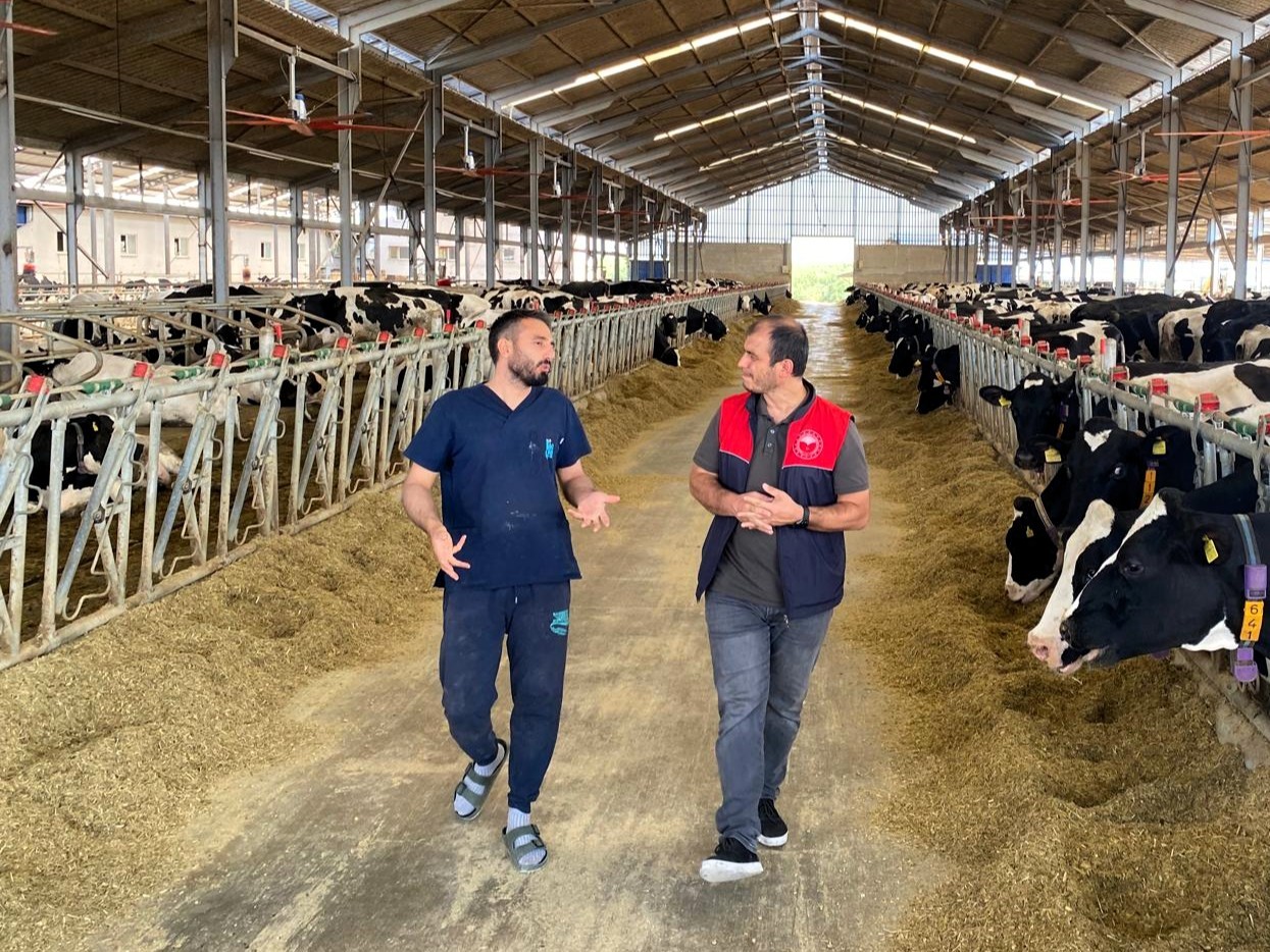 Pınarhisar’da üçüz buzağı sevinci