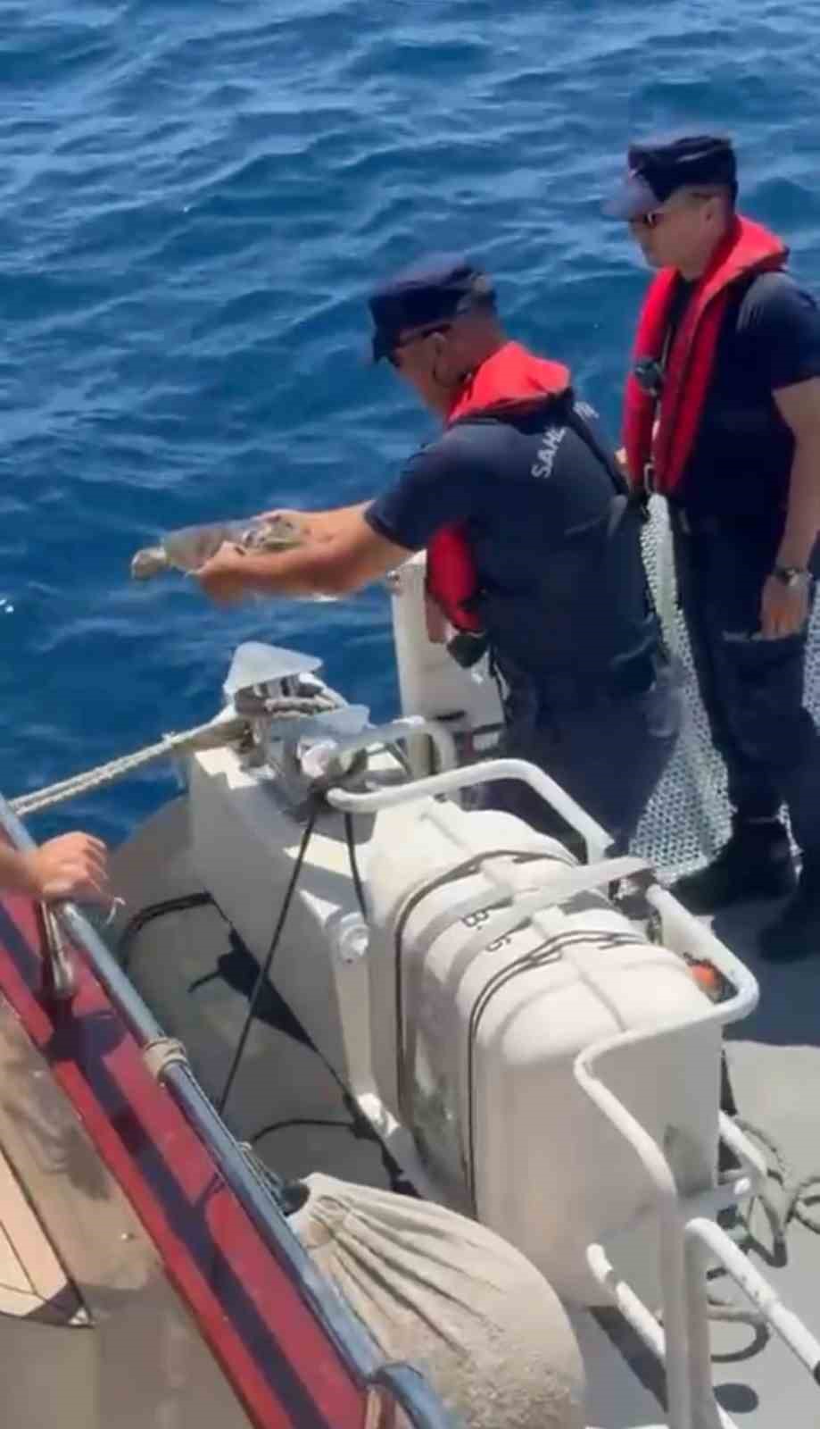 Alanya&rsquo;da &ccedil;uvala dolanan caretta carettayı tur teknesi kaptanı kurtardı