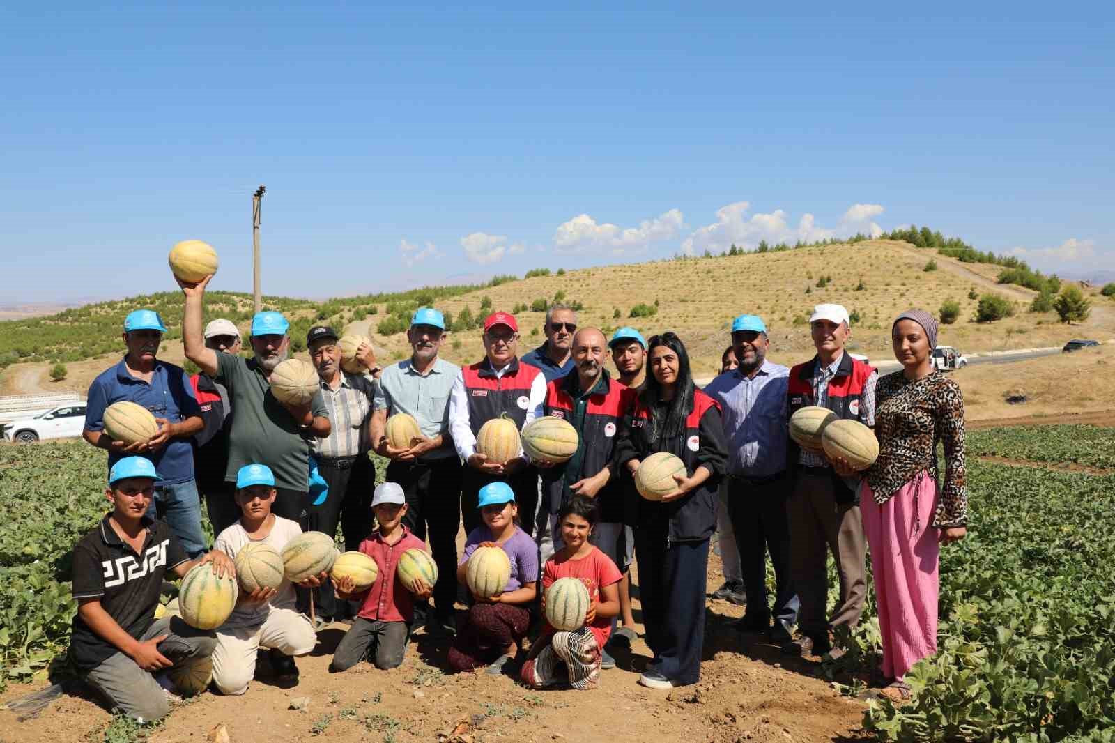 Elazığ&rsquo;da yaklaşık 20 ton kavun hasadı bekleniyor