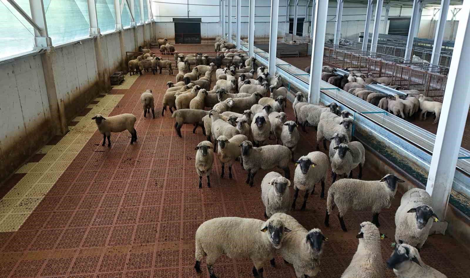 Kastamonu’da bilimsel çalışmalar meyvesini verdi: 55 koyun 100’ün üzerinde kuzu doğurdu
