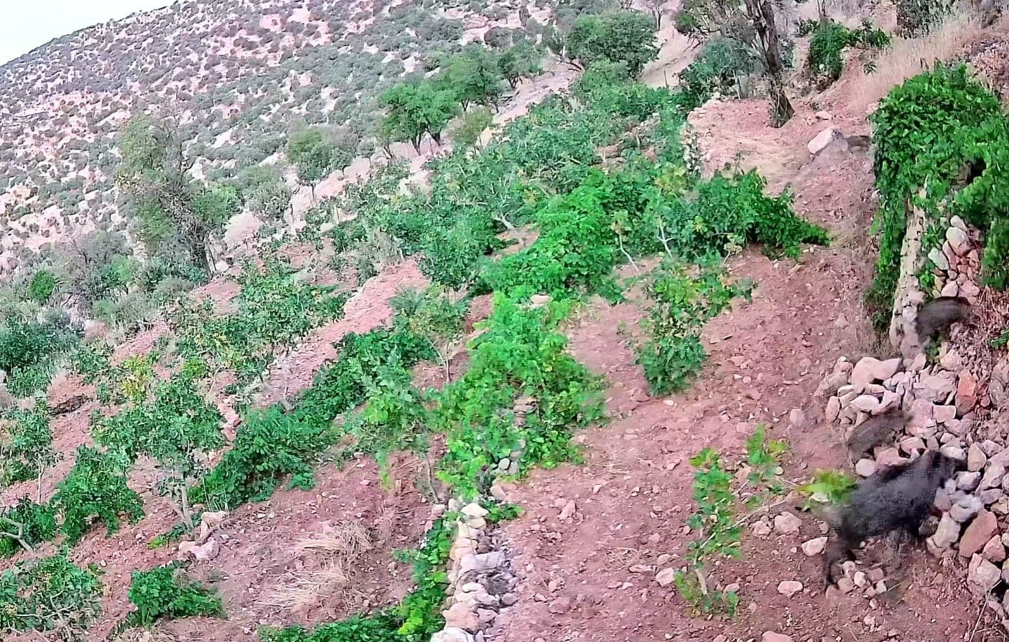Gerc&uuml;ş&rsquo;te domuz s&uuml;r&uuml;s&uuml; bağ ve fıstık bah&ccedil;elerine zarar verdi