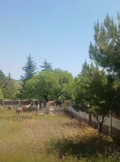 Koruma altındaki dağ keçileri Harput mezarlıklarında görüntülendi
