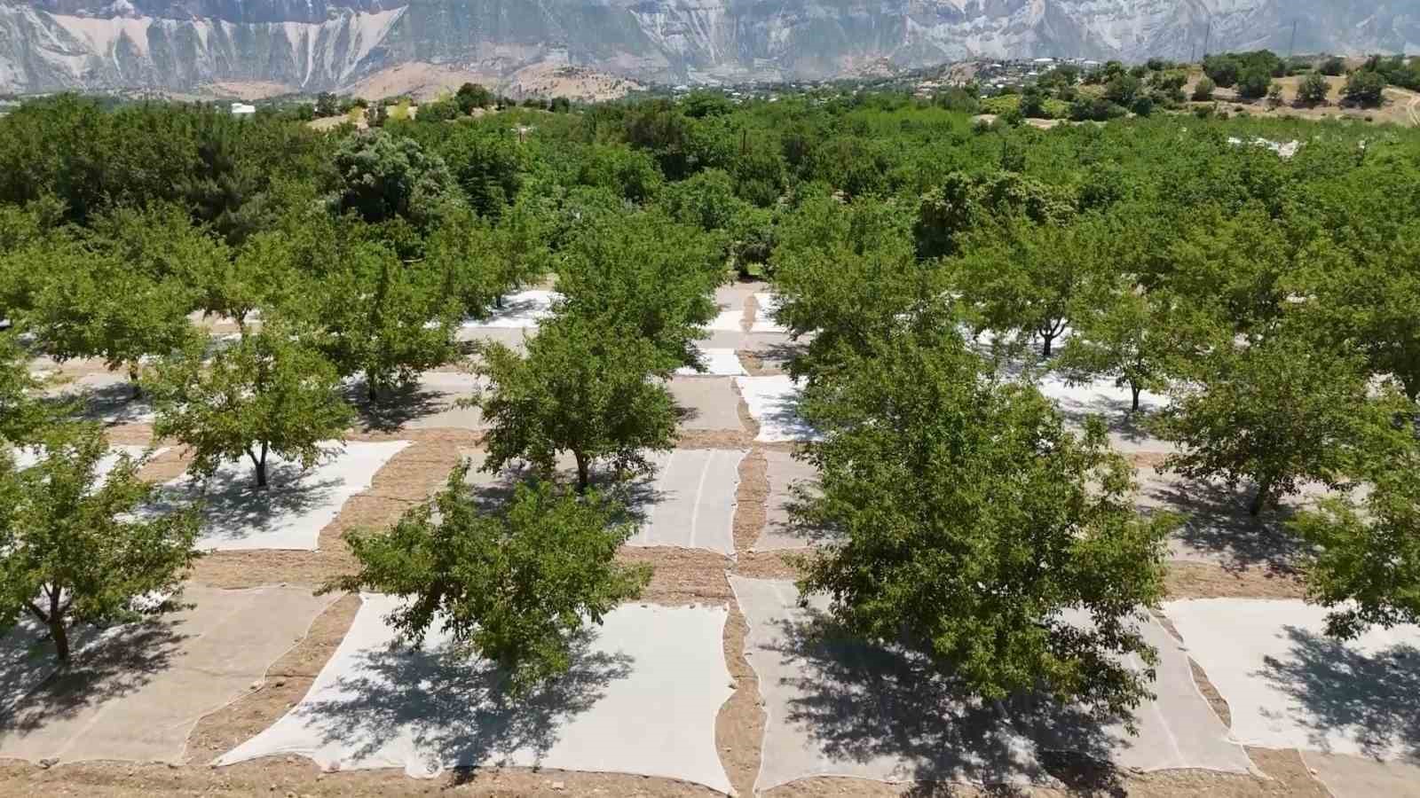 Tut ilçesinde dut hasadı başladı
