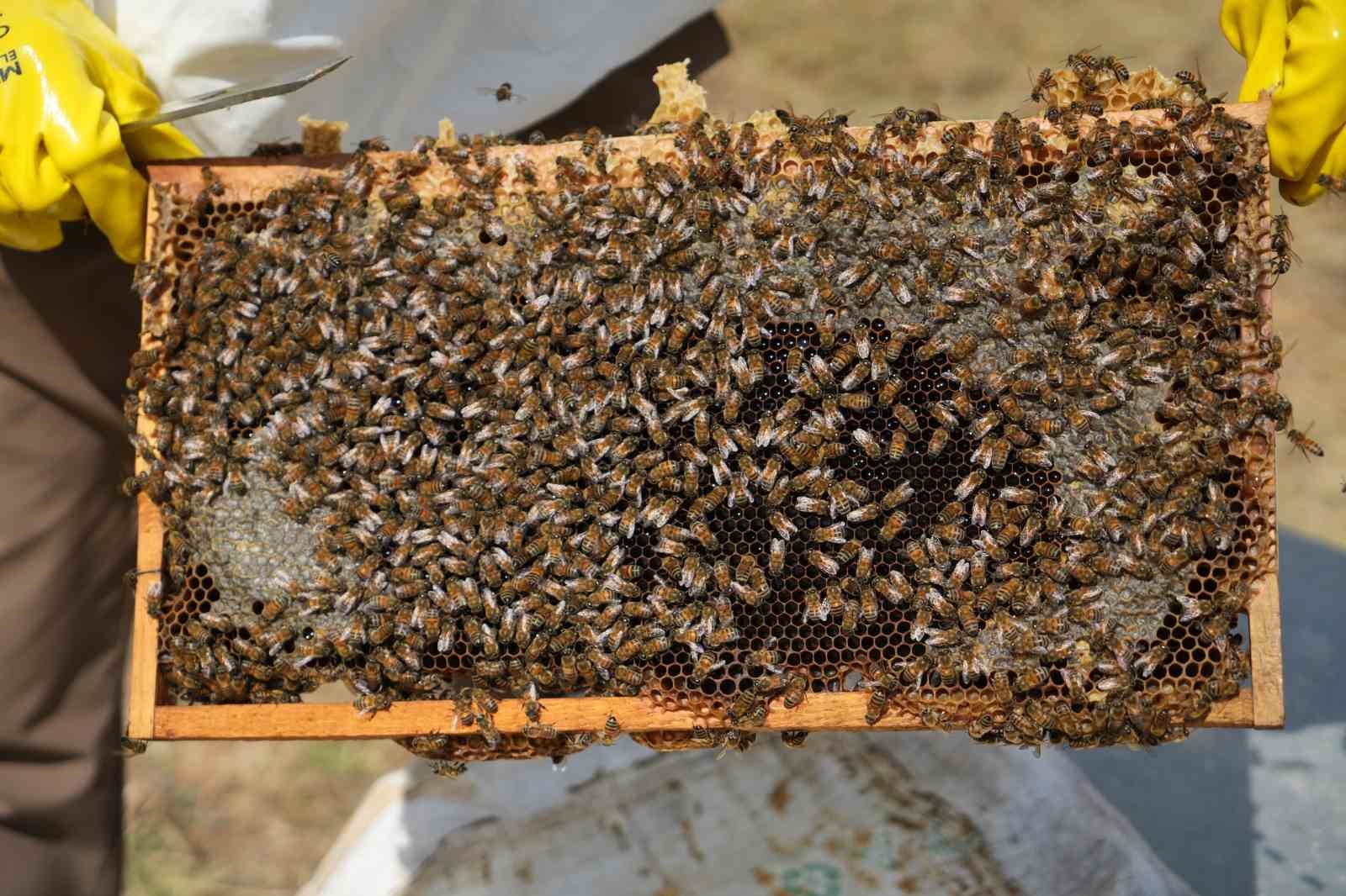 Muş’ta bal hasadı tamamlandı: 700 ton bal elde edildi