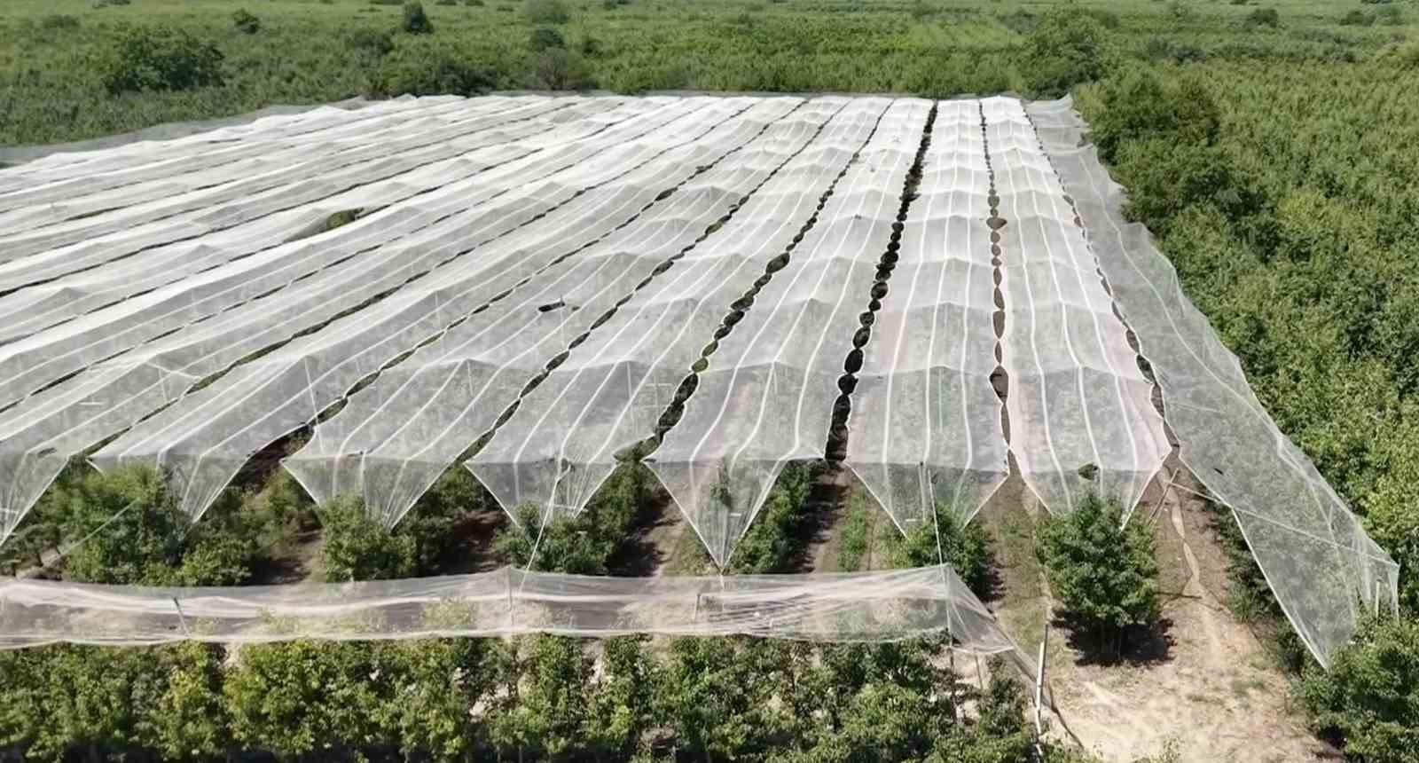 Bursa çiftçisi armut ve şeftalisini doludan fileyle koruyor