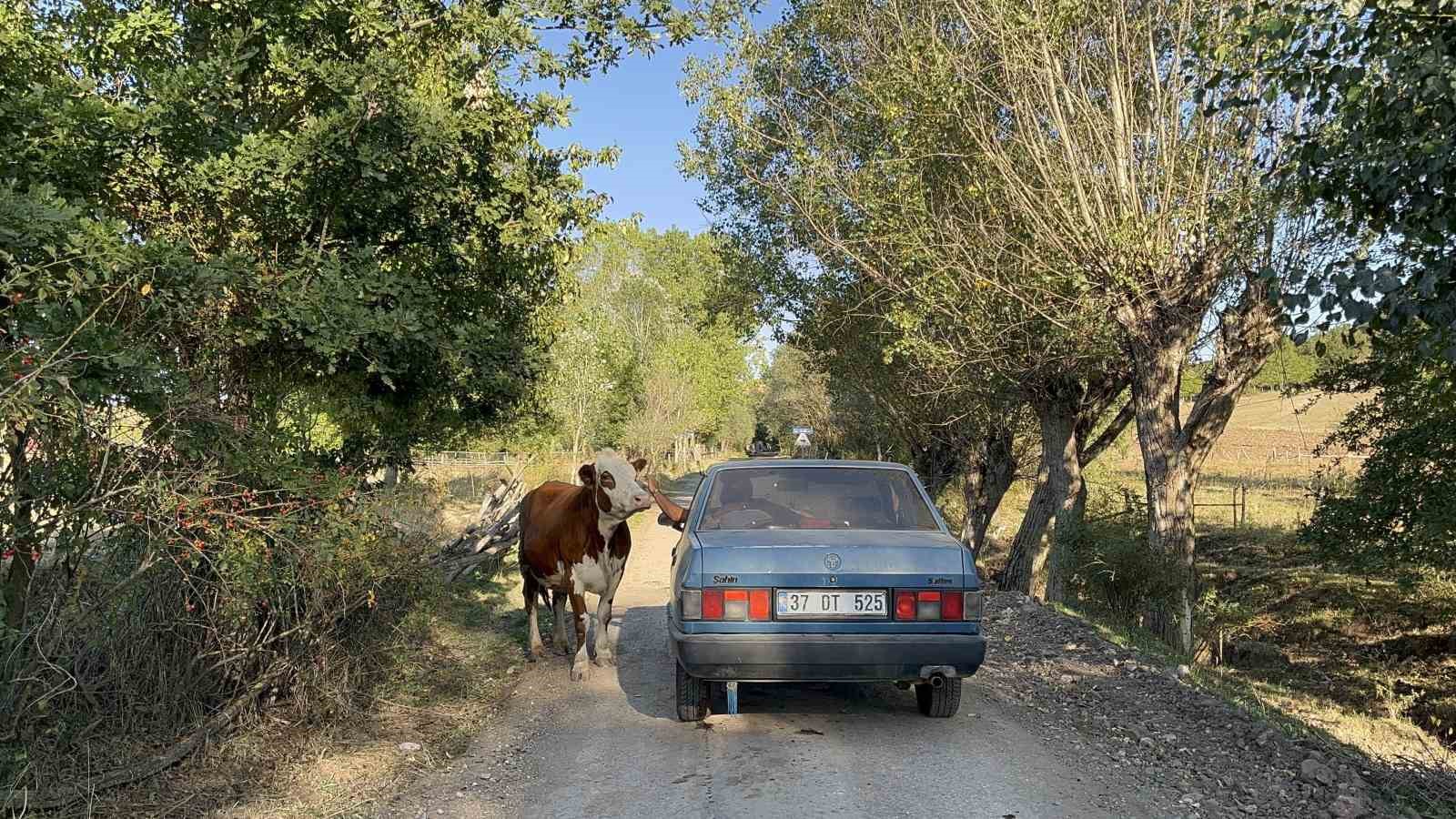 Tarlada doğan buzağıyı aracıyla eve taşıdı, ineğin tepkisi i&ccedil; ısıttı