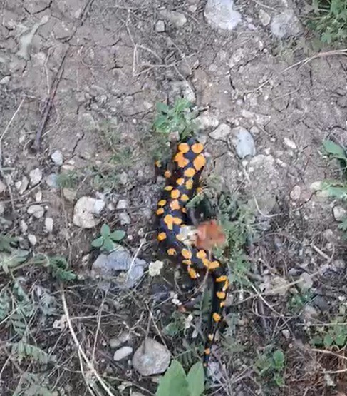 Kahramanmaraş’ta benekli semender görüntülendi