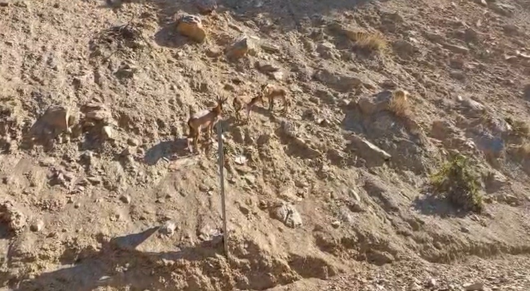 Tunceli’de nesli tükenme tehlikesi altında olan dağ keçileri görüntülendi