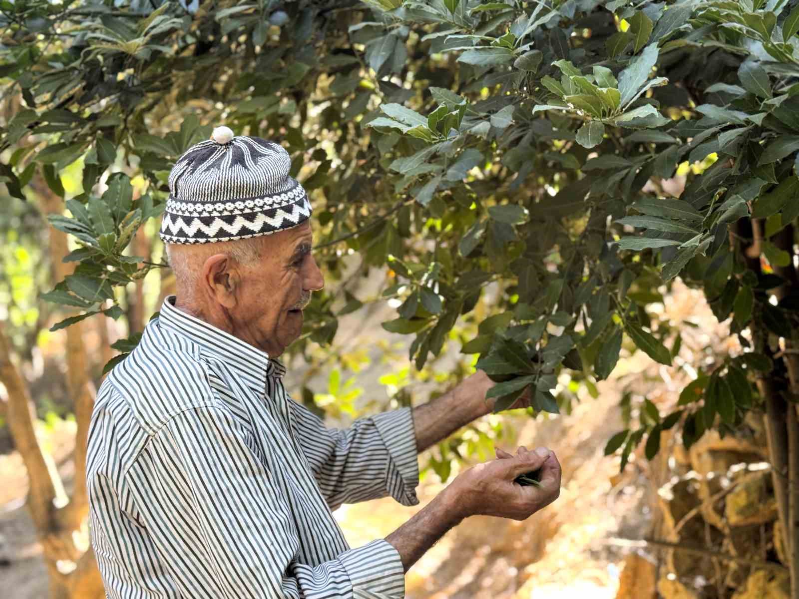31 yılda 25 bin ağaç dikerek, kurak araziyi oksijen sahası yaptı