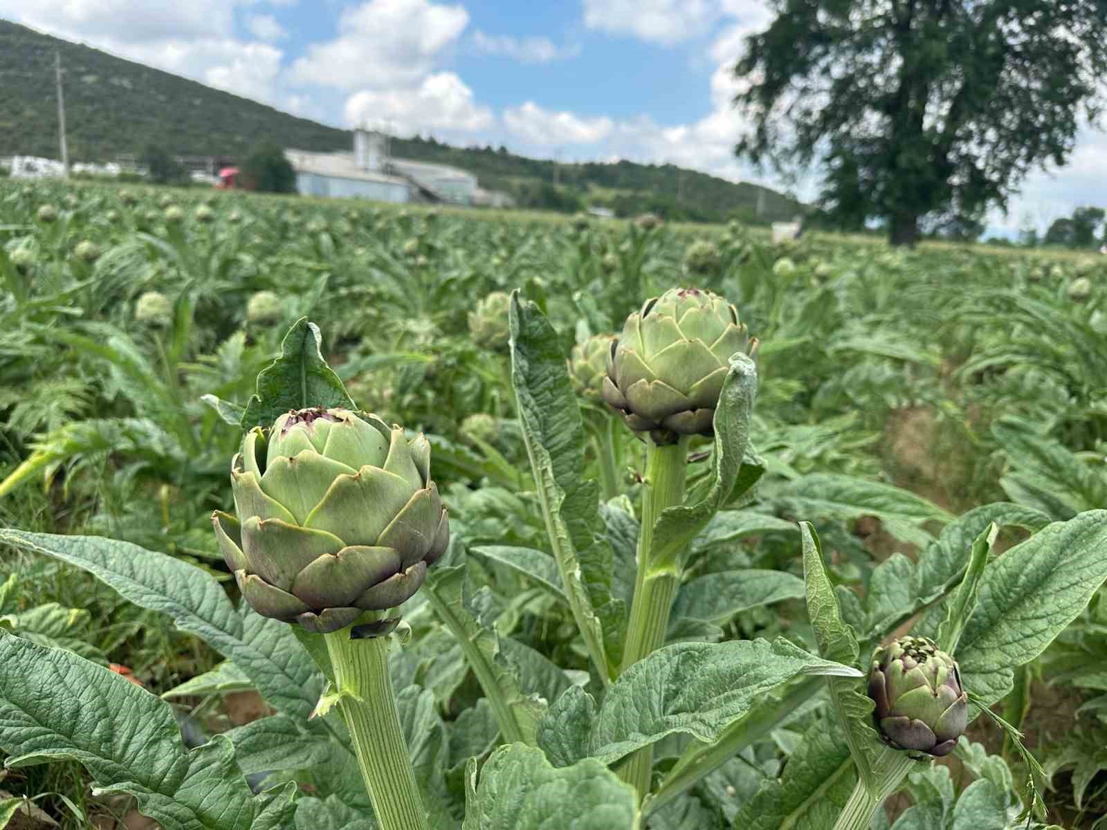 Enginar soyarak ayda 240 bin lira kazanıyor