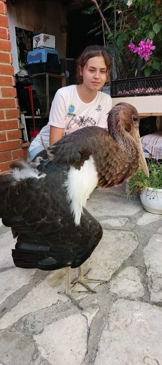 Nadir görülen karaleylek Sazlı’da yaralı halde bulundu