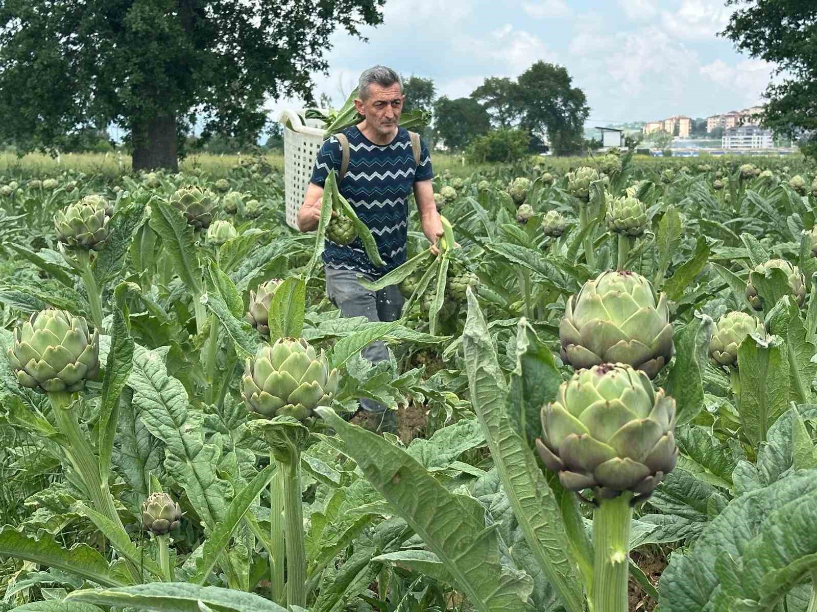 İzmir tahtını kaybediyor; enginarın yeni başkenti Bursa oluyor