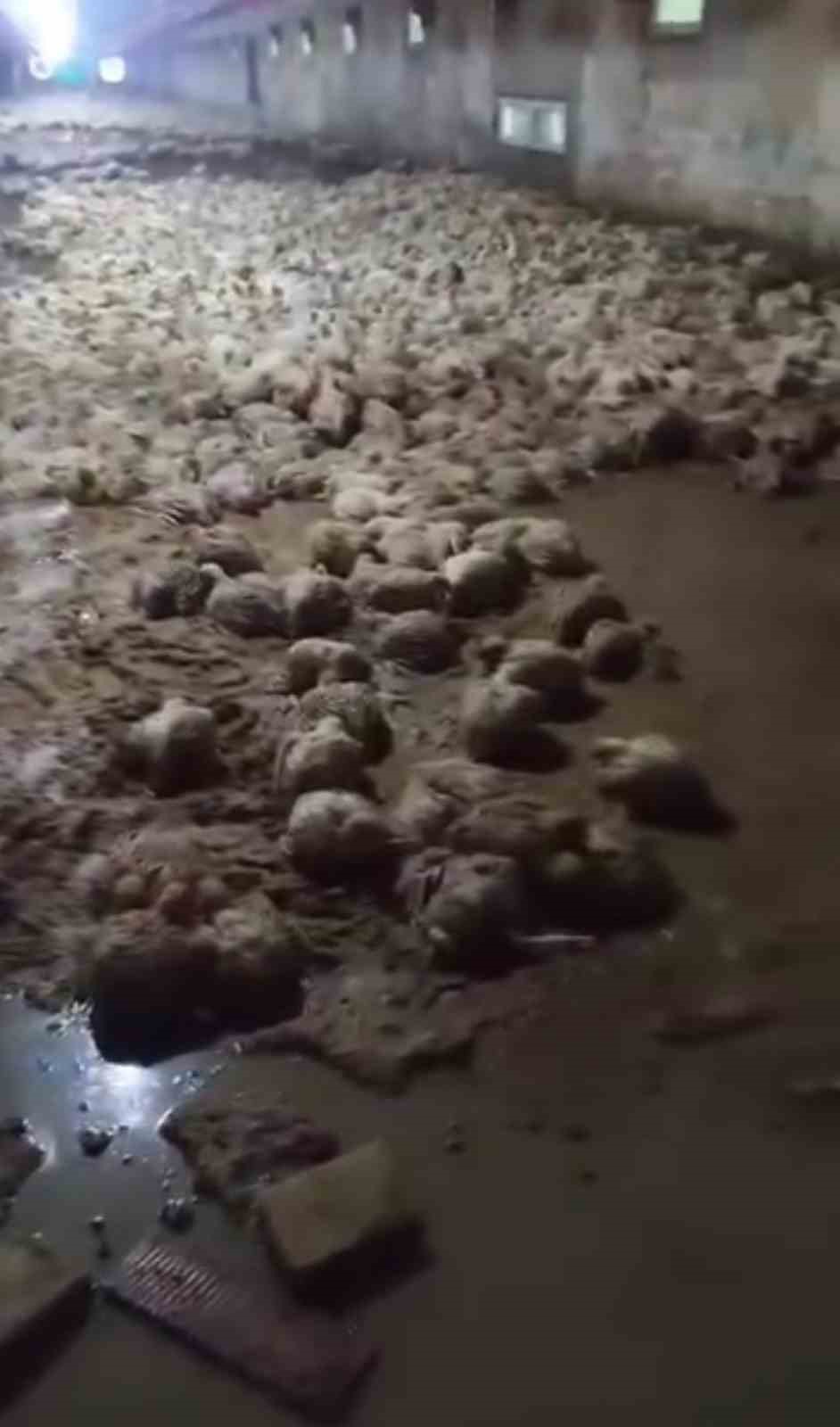 Taşkın kümesi vurdu, çok sayıda tavuk telef oldu