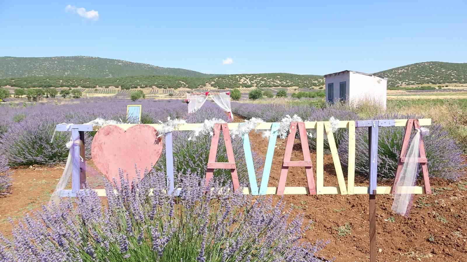 Lavantalar çiçek açtı, tarlalar mor renge büründü