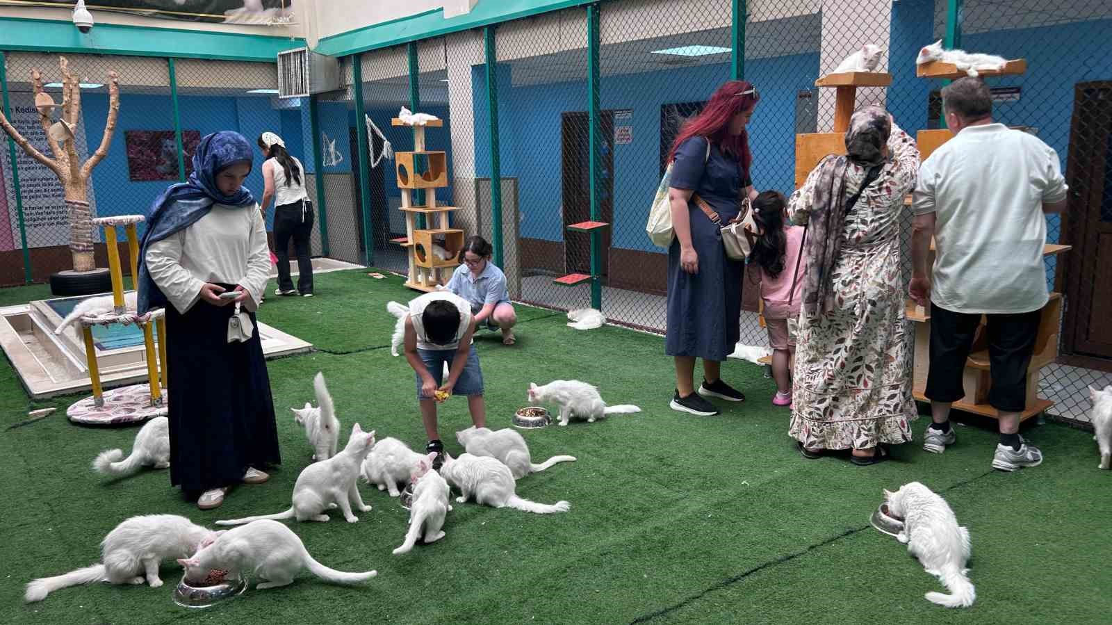 Yaz tatilinde dünyaca ünlü Van kedilerine ziyaretçi akını