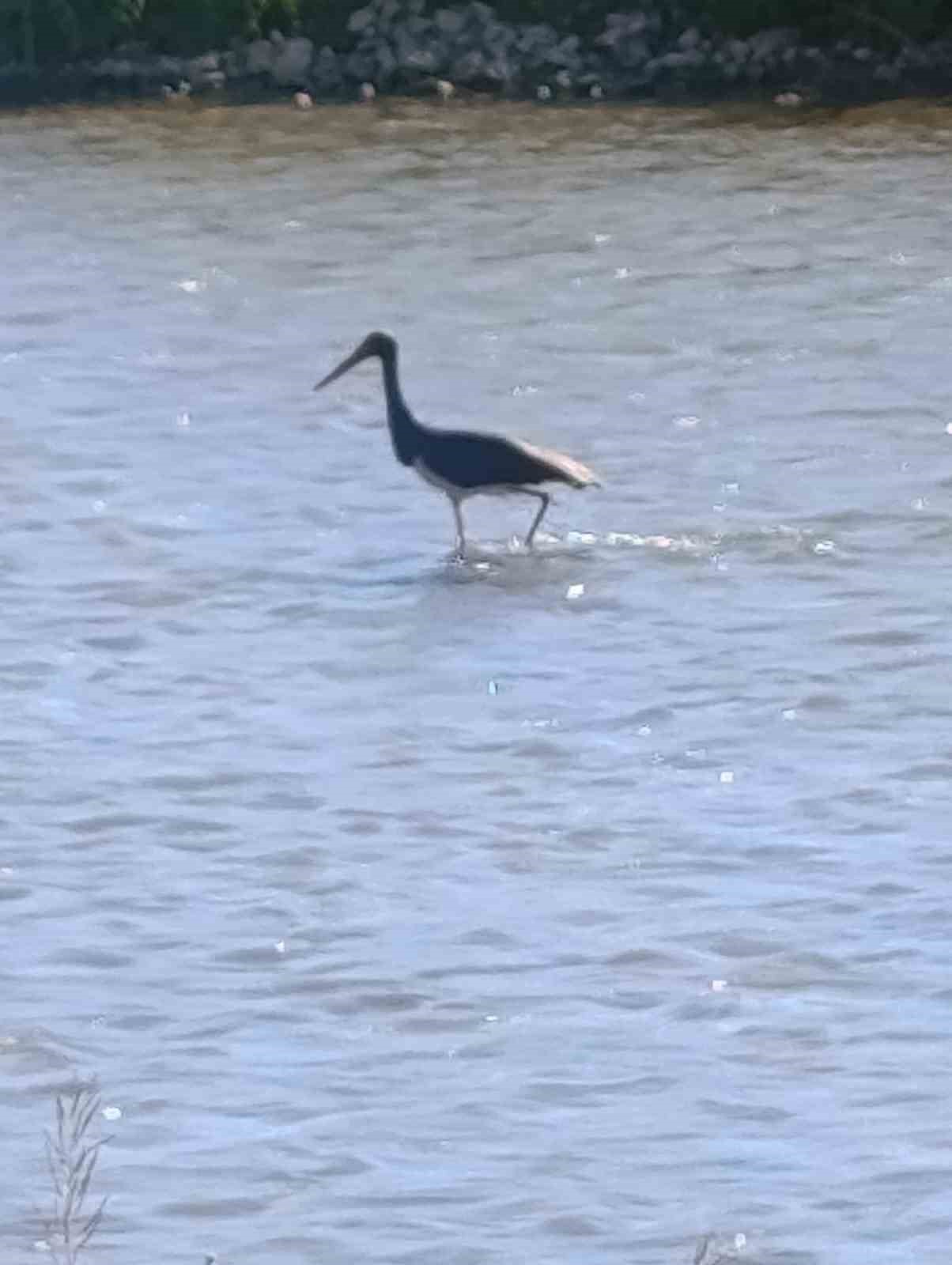 &Ccedil;oruh Nehri&rsquo;nde balık avlayan kara leylek kamerada