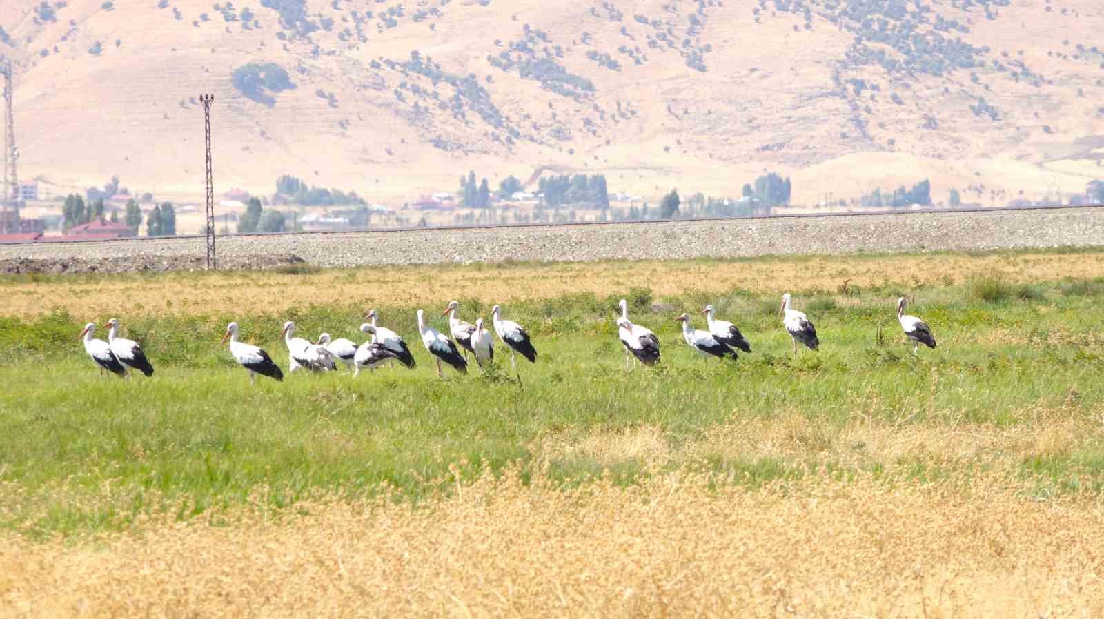 Muş Ovası’nda leylekler göç öncesi enerji depoluyor