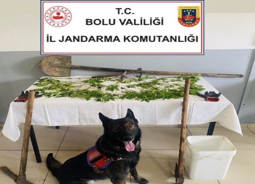 Bolu’da kenevir bahçesi oluşturan şüpheli tutuklandı