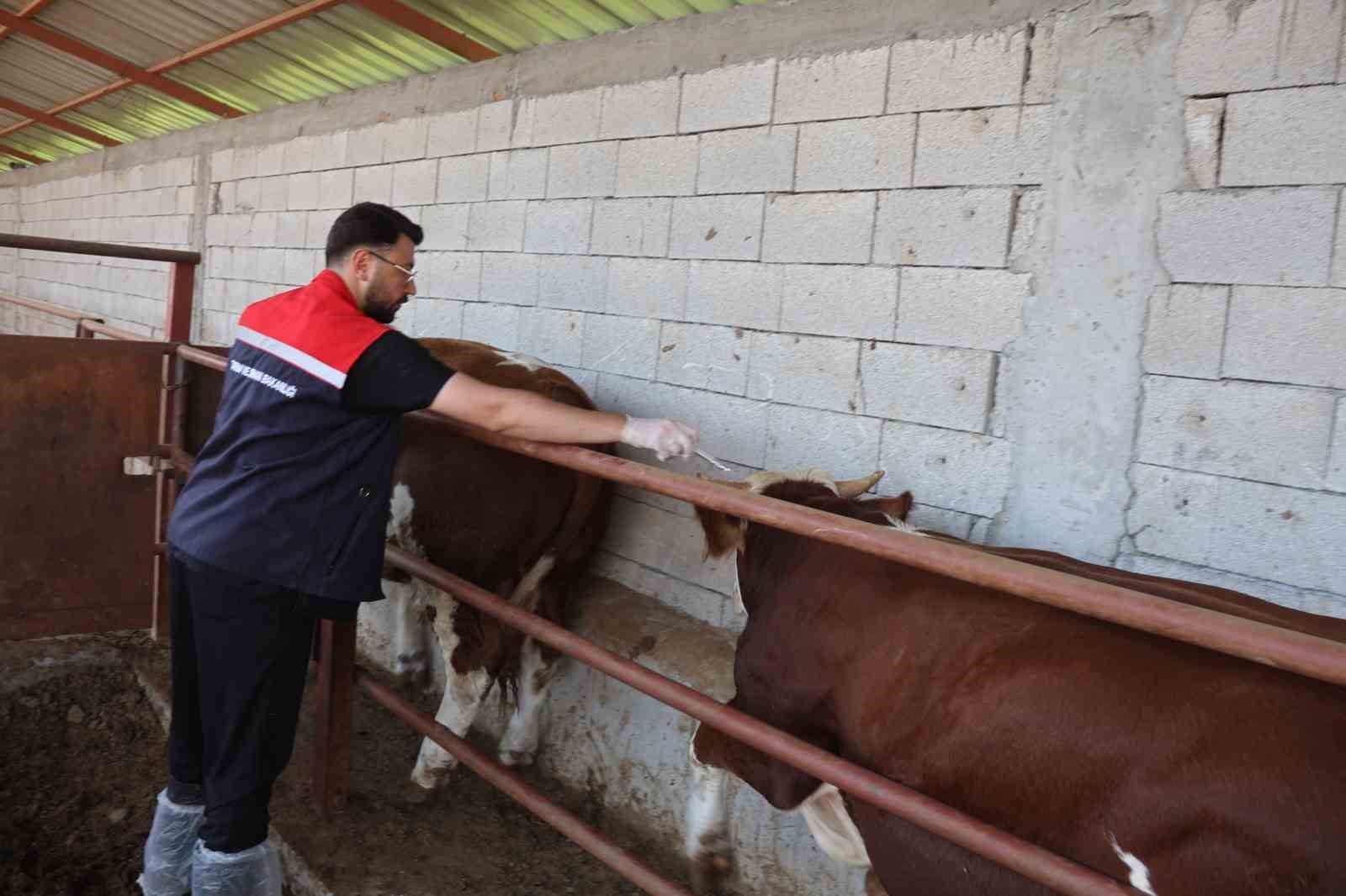 Iğdır’da hayvan sağlığı için aşılama ve dezenfeksiyon seferberliği