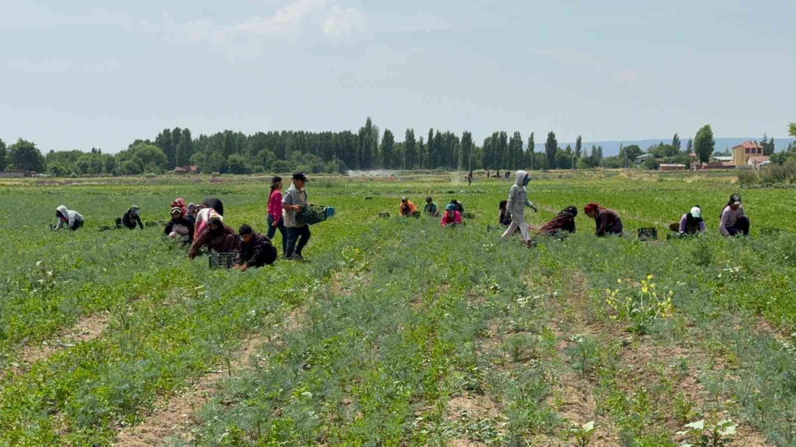 Tarla sahibinin verdiği çek sahte çıkınca işçilerin parasını ödemek için aracını sattı