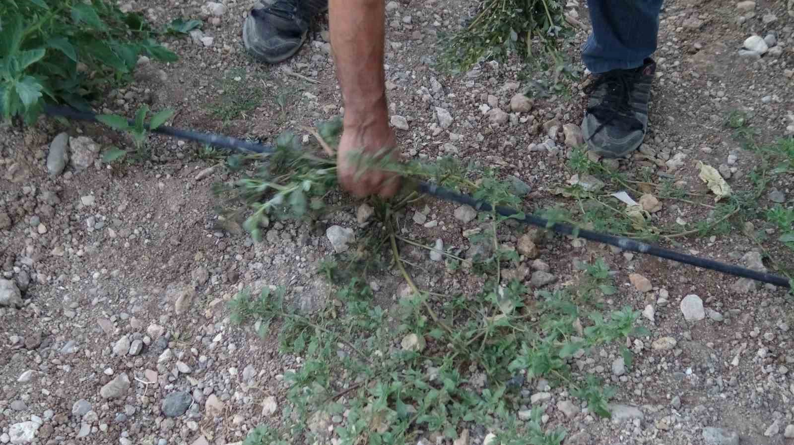 Batman’da doğal şifa mesaisi: Bahçelerden toplanan semizotu hem sağlık hem geçim kaynağı oldu